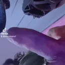 Imagem ou Vídeo