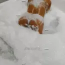 Imagem ou Vídeo