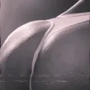 Imagem ou Vídeo