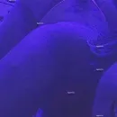 Imagem ou Vídeo