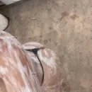 Imagem ou Vídeo