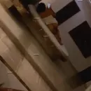 Imagem ou Vídeo