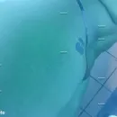 Imagem ou Vídeo