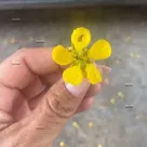 Foto profissional de Giovanna