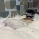 Imagem ou Vídeo
