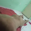 Imagem ou Vídeo