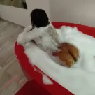 Foto profissional de Fadinha