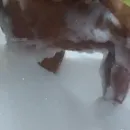 Imagem ou Vídeo